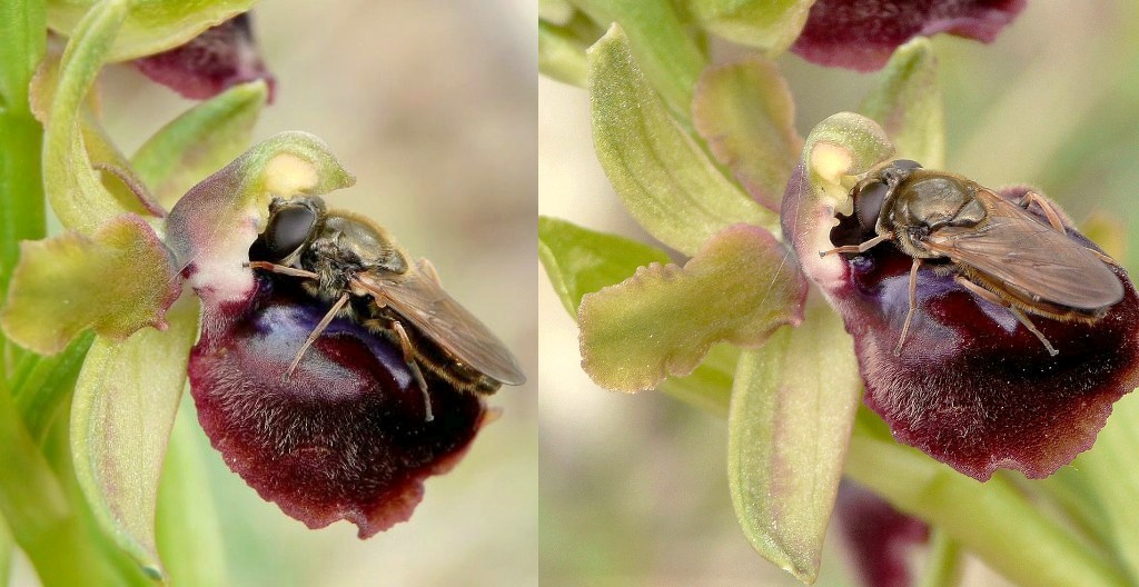 Cheilosia sp. (Syrphidae) impollinatrici di orchidee